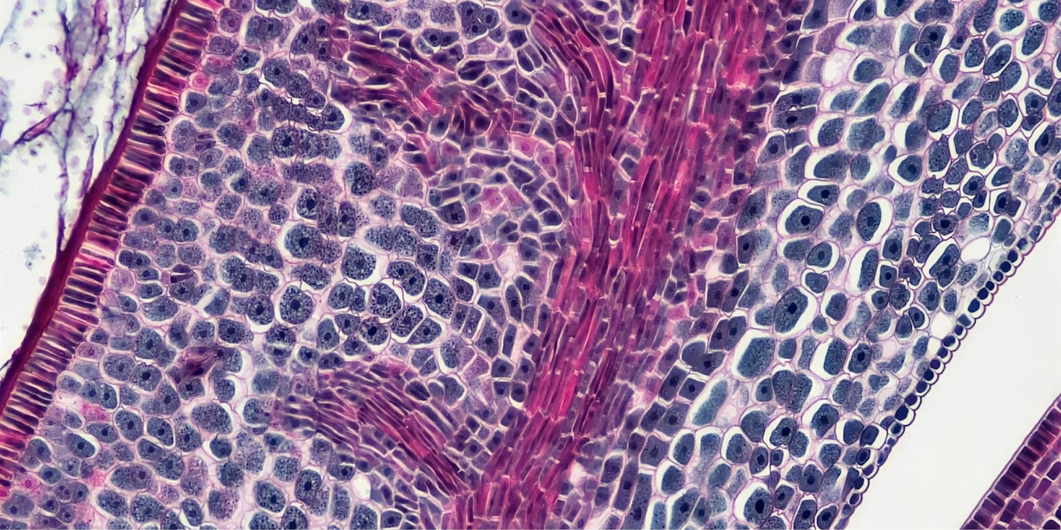 1064 Effect of photobiomodulation on the vascular endothelial glycocalyx: A systematic review of in vitro and in vivo studies