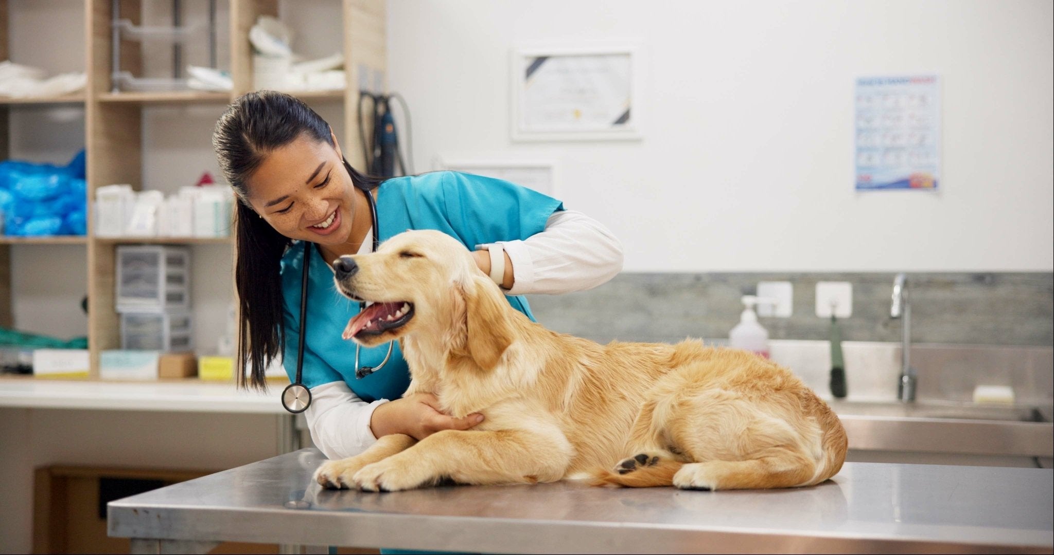 A Meta-analysis: Red Light Therapy for Dogs - Lumaflex
